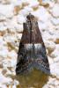 Acrobasis marmorea